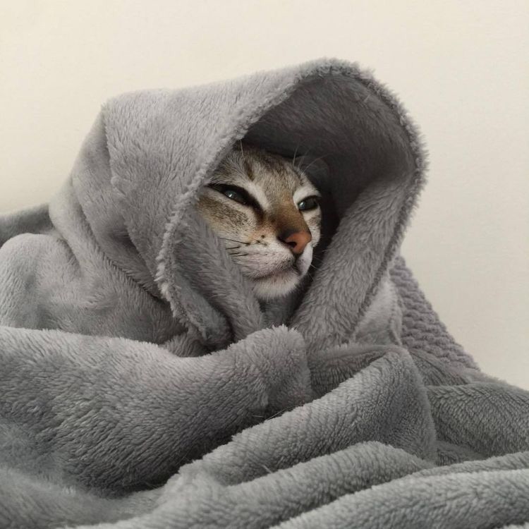 gato y su bienestar