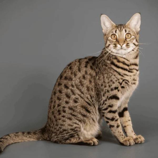 raza de gato savannah