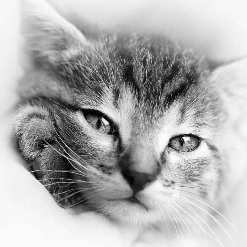 gato bien cuidado