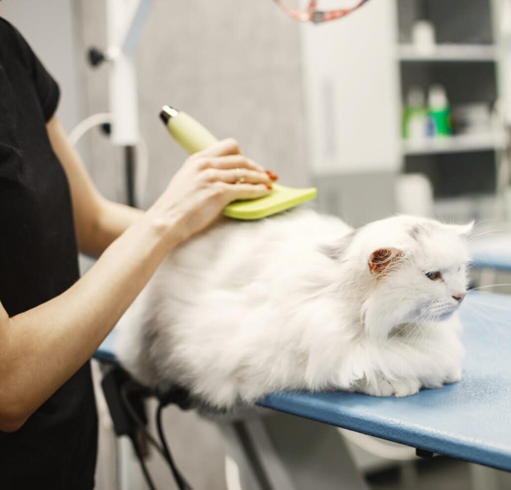 cortar pelo gato persa
