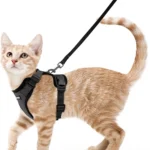 Arnes rabbitgoo gatos