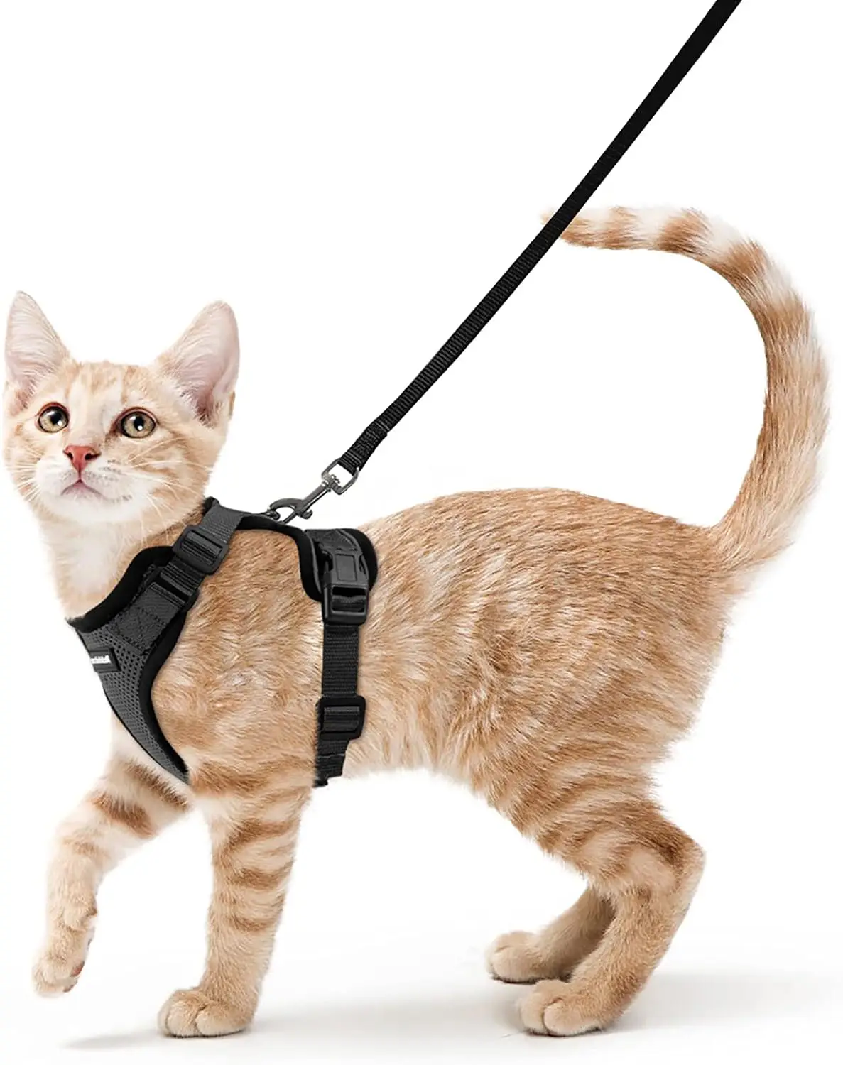 arnés para gatos
